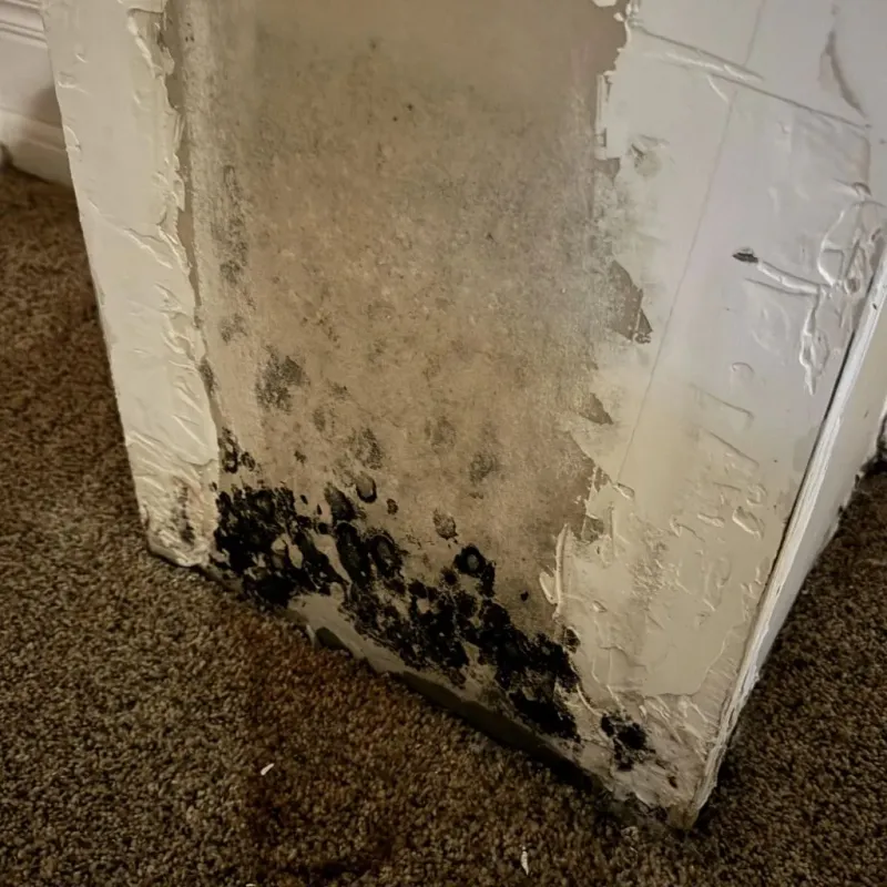 Professional Mold Removal in Crawfordville, GA